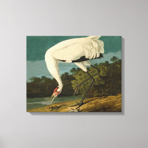 Het hele Crane Audubon-vogelschilderen Canvas Afdruk