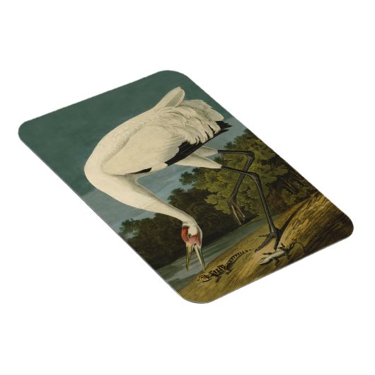 Het hele Crane Audubon-vogelschilderen Magneet (Rechterzijde)