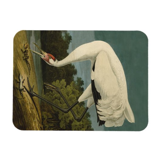 Het hele Crane Audubon-vogelschilderen Magneet (Horizontaal)