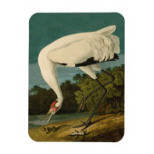 Het hele Crane Audubon-vogelschilderen Magneet (Verticaal)