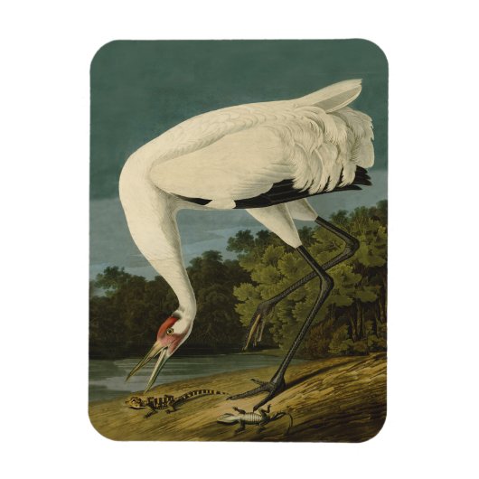 Het hele Crane Audubon-vogelschilderen Magneet (Verticaal)