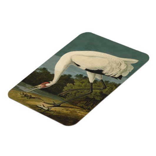 Het hele Crane Audubon-vogelschilderen Magneet (Linkerzijde)
