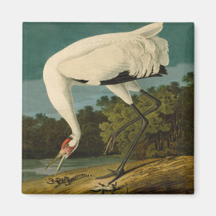 Het hele Crane Audubon-vogelschilderen Magneet