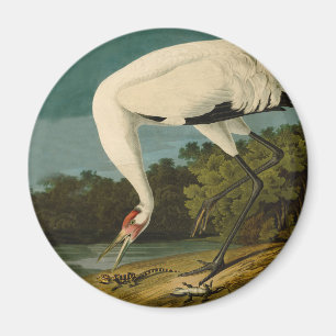 Het hele Crane Audubon-vogelschilderen Magneet
