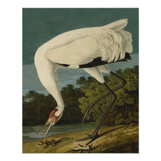 Het hele Crane Audubon-vogelschilderen Perfect Poster (Voorkant)