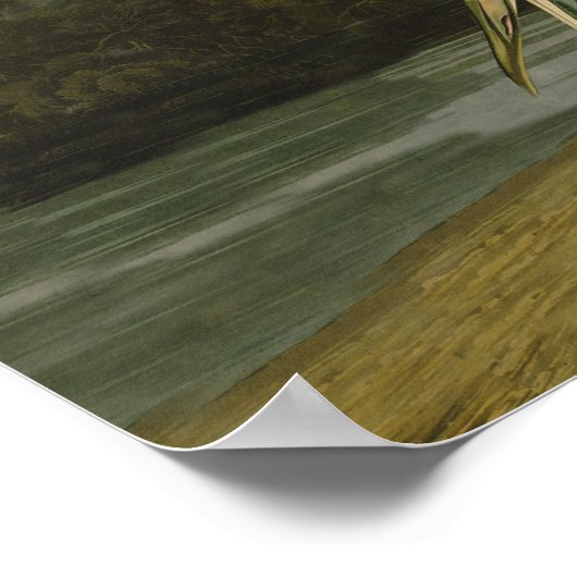 Het hele Crane Audubon-vogelschilderen Poster (Hoek)