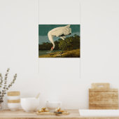 Het hele Crane Audubon-vogelschilderen Poster (Keuken)