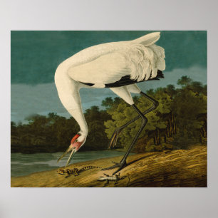 Het hele Crane Audubon-vogelschilderen Poster