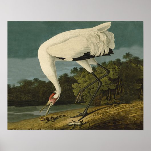 Het hele Crane Audubon-vogelschilderen Poster (Voorkant)