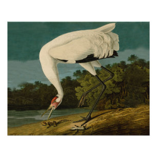 Het hele Crane Audubon-vogelschilderen Poster