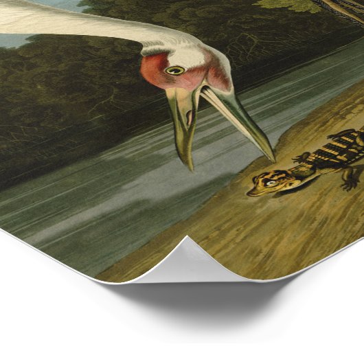 Het hele Crane Audubon-vogelschilderen Poster (Hoek)
