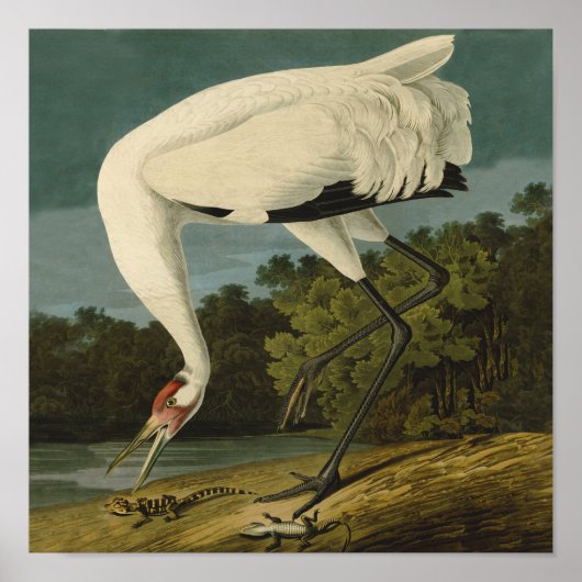 Het hele Crane Audubon-vogelschilderen Poster (Voorkant)