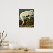 Het hele Crane Audubon-vogelschilderen Poster (Keuken)