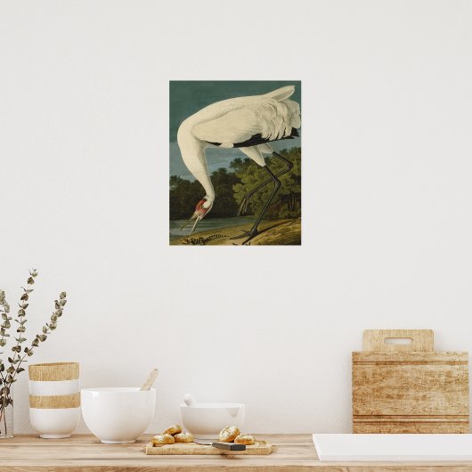 Het hele Crane Audubon-vogelschilderen Poster (Keuken)