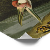 Het hele Crane Audubon-vogelschilderen Poster (Hoek)