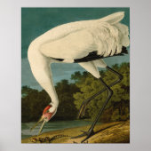 Het hele Crane Audubon-vogelschilderen Poster (Voorkant)