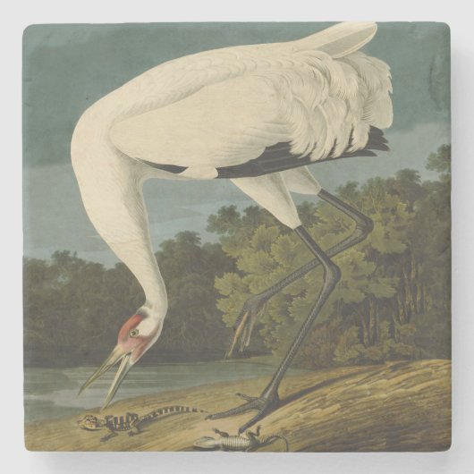 Het hele Crane Audubon-vogelschilderen Stenen Onderzetter (Voorkant)