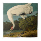 Het hele Crane Audubon-vogelschilderen Tegeltje (Voorkant)