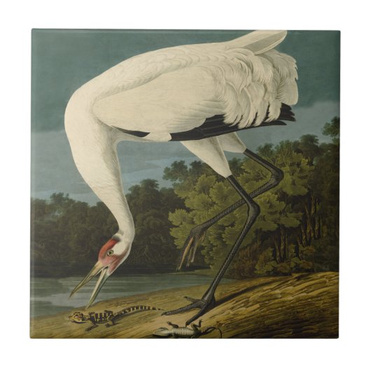 Het hele Crane Audubon-vogelschilderen Tegeltje (Voorkant)