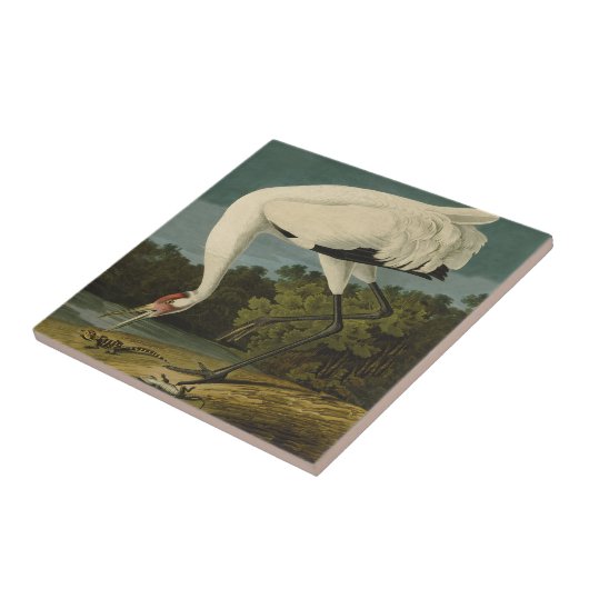 Het hele Crane Audubon-vogelschilderen Tegeltje (Zijkant)