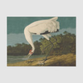 Het hele Crane Audubon-vogelschilderen Tissuepapier (Voorkant)