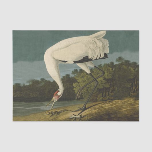 Het hele Crane Audubon-vogelschilderen Tissuepapier (Voorkant)