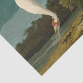 Het hele Crane Audubon-vogelschilderen Tissuepapier (Detail)