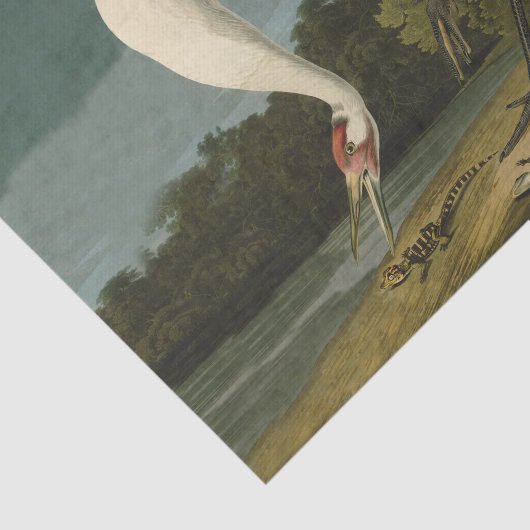 Het hele Crane Audubon-vogelschilderen Tissuepapier (Detail)