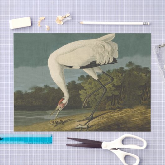 Het hele Crane Audubon-vogelschilderen Tissuepapier (Craft)