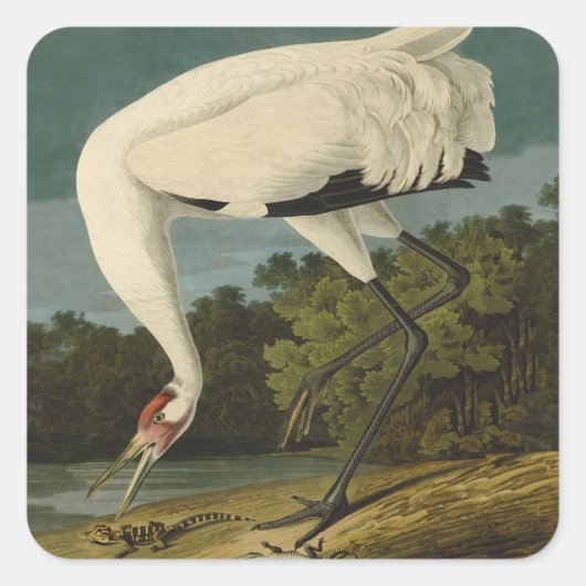 Het hele Crane Audubon-vogelschilderen Vierkante Sticker (Voorkant)