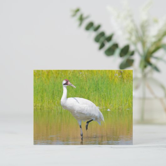 Het hele Crane Wading in Marsh Briefkaart (Staand voorkant)