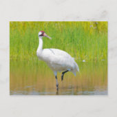 Het hele Crane Wading in Marsh Briefkaart (Voorkant)