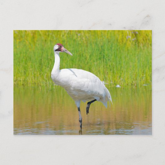 Het hele Crane Wading in Marsh Briefkaart (Voorkant)