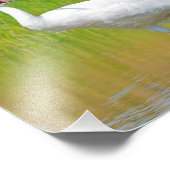 Het hele Crane Wading in Marsh Foto Afdruk (Hoek)