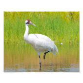 Het hele Crane Wading in Marsh Foto Afdruk (Voorkant)