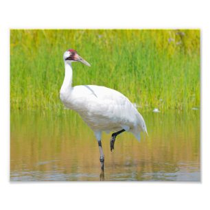 Het hele Crane Wading in Marsh Foto Afdruk
