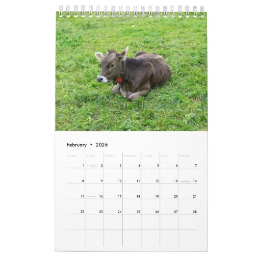 Het hele jaar door met  koeien! kalender (Feb 2026)
