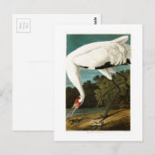 Het hele kraan John James Audubon Birds of America Briefkaart (Voorkant / Achterkant)
