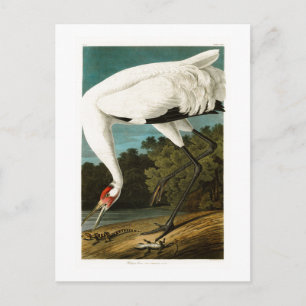 Het hele kraan John James Audubon Birds of America Briefkaart