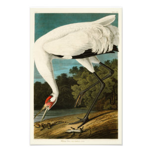 Het hele kraan John James Audubon Birds of America Foto Afdruk