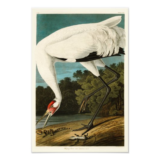 Het hele kraan John James Audubon Birds of America Foto Afdruk (Voorkant)