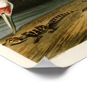 Het hele kraan John James Audubon Birds of America Poster (Hoek)