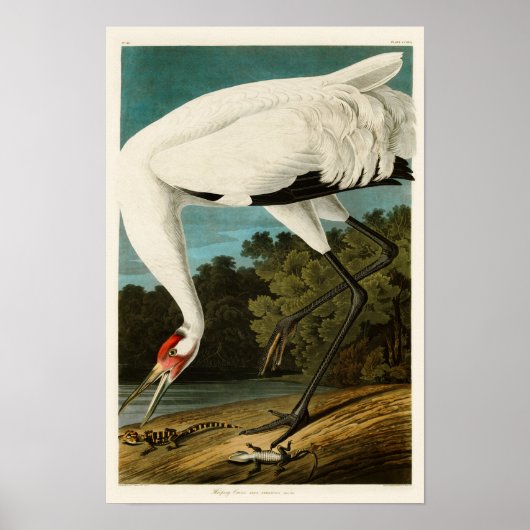 Het hele kraan John James Audubon Birds of America Poster (Voorkant)