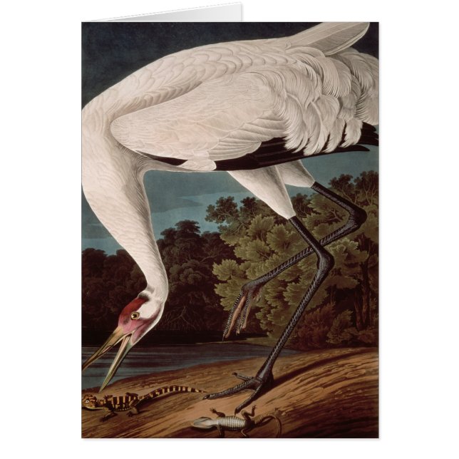 Het hele kraan, van 'Vogels van Amerika' (Voorkant)