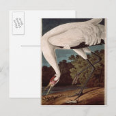 Het hele kraan, van 'Vogels van Amerika' Briefkaart (Voorkant / Achterkant)