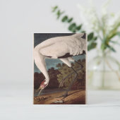 Het hele kraan, van 'Vogels van Amerika' Briefkaart (Staand voorkant)