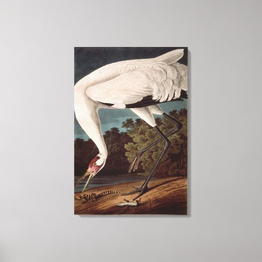 Het hele kraan, van 'Vogels van Amerika' Canvas Afdruk (Voorkant)