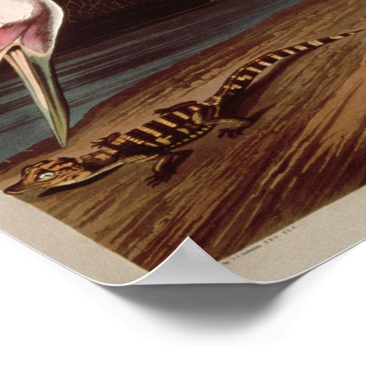 Het hele kraan, van 'Vogels van Amerika' Poster (Hoek)