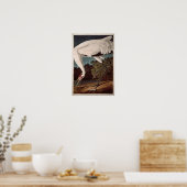 Het hele kraan, van 'Vogels van Amerika' Poster (Keuken)