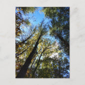 Het herfstbos briefkaart (Voorkant)